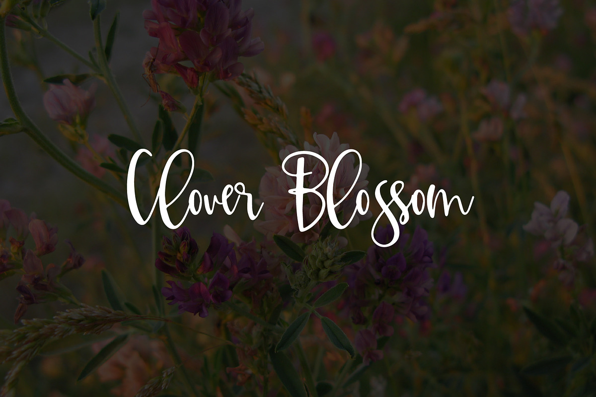 Clover Blossom in Script Fonts - product preview 8