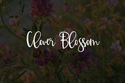 Clover Blossom
