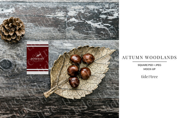 Autumn Woodlands | Square No 2 in Social Media Templates - product preview 1