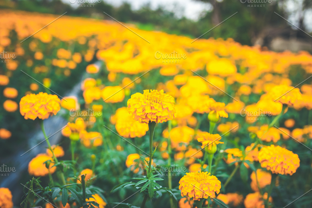 Landscape of marigolds on a marigold in Graphics - product preview 8