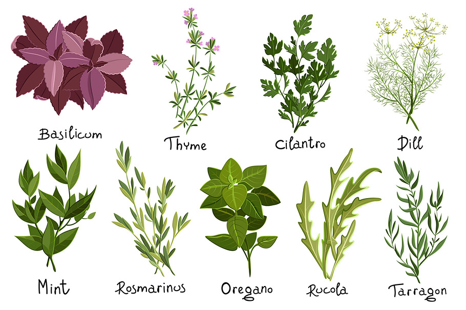 Herbs Set in Objects - product preview 8