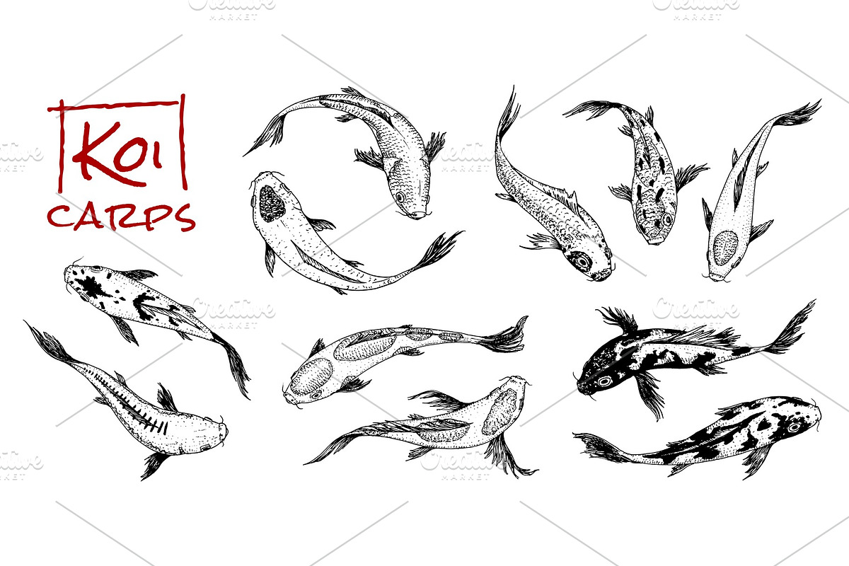 Set of Koi carps, japanese in Illustrations - product preview 8