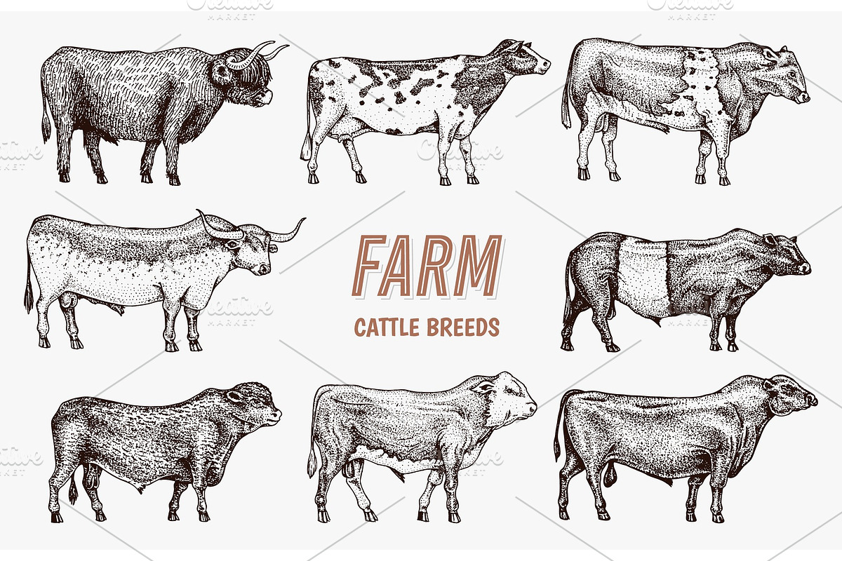 Farm cattle bulls and cows in Illustrations - product preview 8