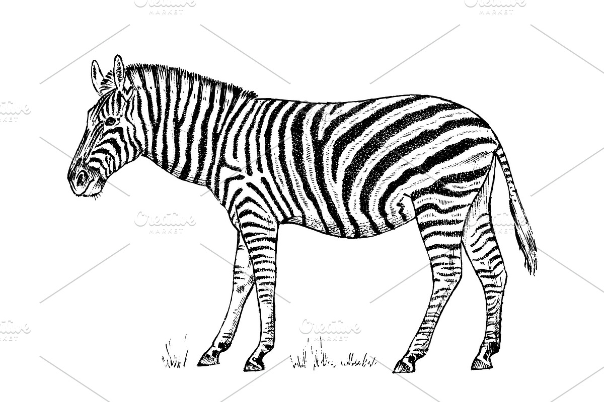 African Zebra Wild animal on in Illustrations - product preview 8