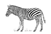 African Zebra Wild animal on