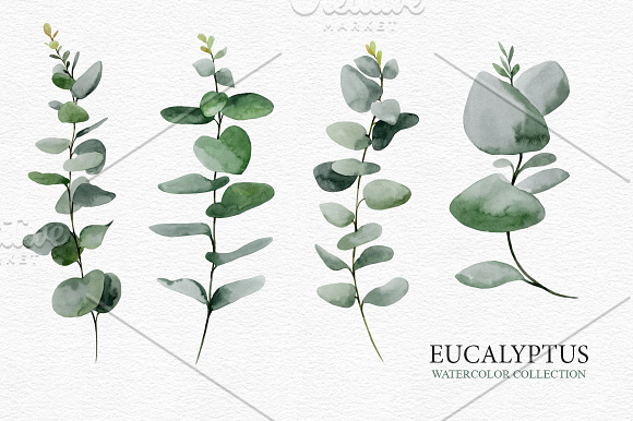 Eucalyptus collection in Illustrations - product preview 1
