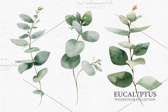 Eucalyptus collection in Illustrations - product preview 2