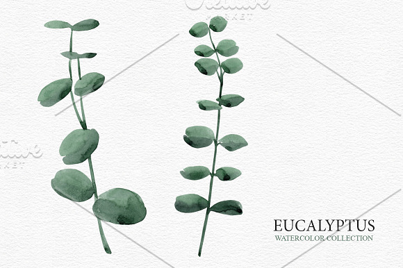 Eucalyptus collection in Illustrations - product preview 3