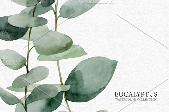 Eucalyptus collection in Illustrations - product preview 4