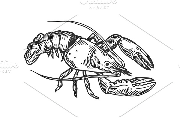 Lobster sea animal engraving vector