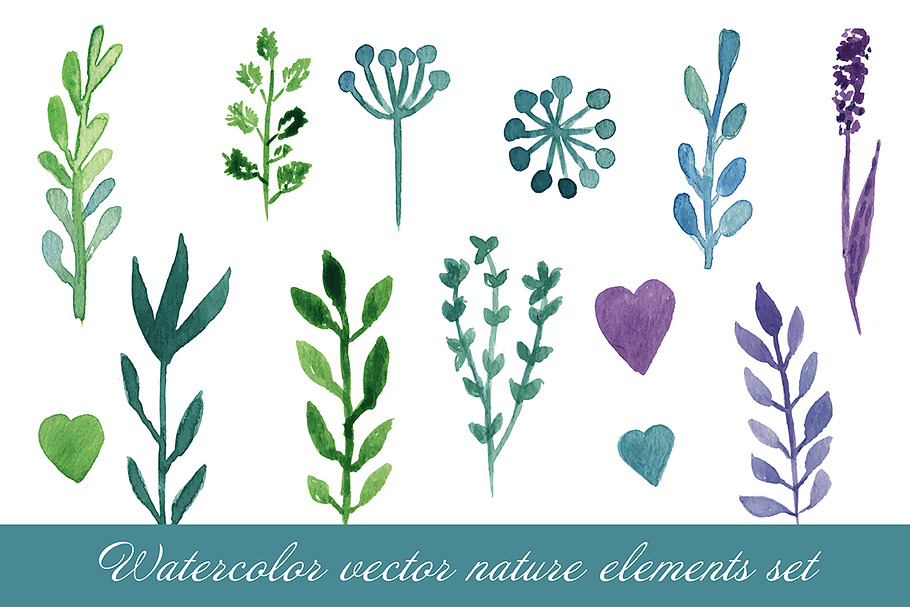 Watercolor nature elements. Vector