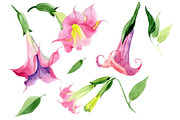 Pink brugmansia PNG watercolor set