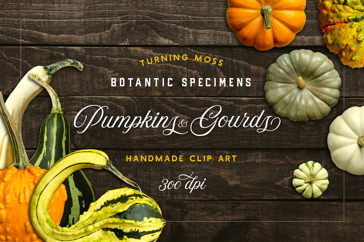 Pumpkins & Gourds - 33 Realistic in Objects - product preview 8