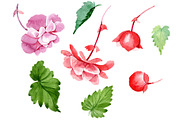 Begonia flower plant PNG watercolor 