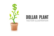 Dollar Plant