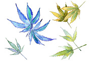 Cannabis leaves PNG watercolor set