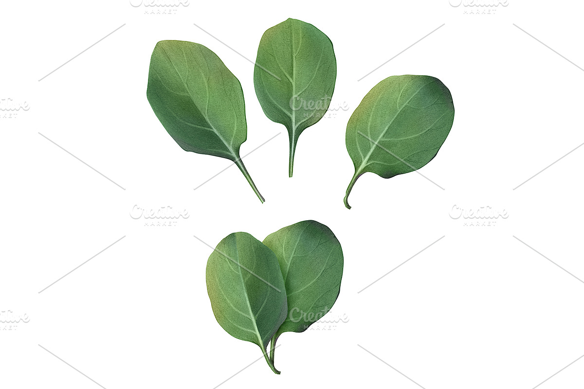 Spinach Leaves Pencil Illustration in Illustrations - product preview 8