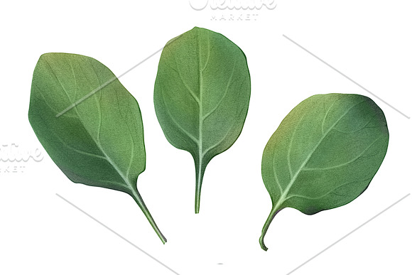 Spinach Leaves Pencil Illustration in Illustrations - product preview 1