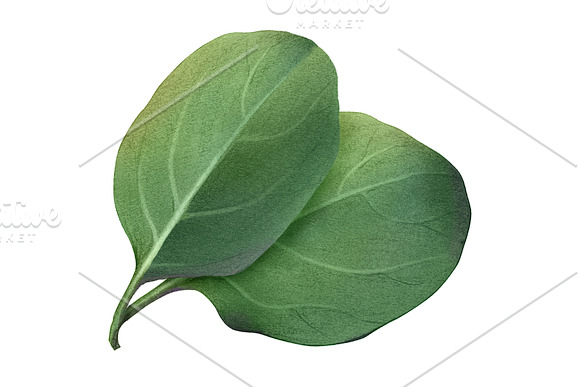 Spinach Leaves Pencil Illustration in Illustrations - product preview 2