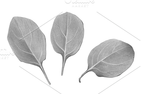 Spinach Leaves Pencil Illustration in Illustrations - product preview 1