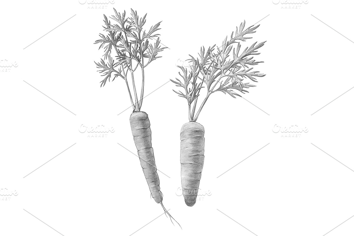 Carrot Pencil Illustration Isolated in Illustrations - product preview 8