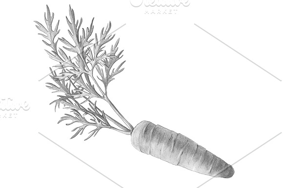Carrot Pencil Illustration Isolated in Illustrations - product preview 1