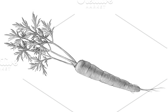 Carrot Pencil Illustration Isolated in Illustrations - product preview 2