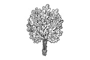Oak broom for sauna engraving vector