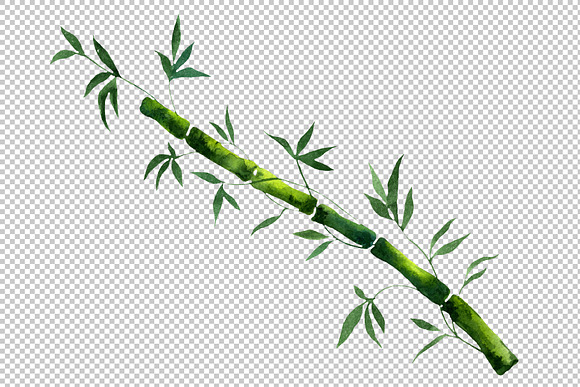 Exotic bamboo PNG watercolor set in Illustrations - product preview 4
