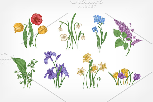 Blooming spring flowers in Illustrations - product preview 1