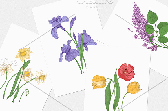 Blooming spring flowers in Illustrations - product preview 6