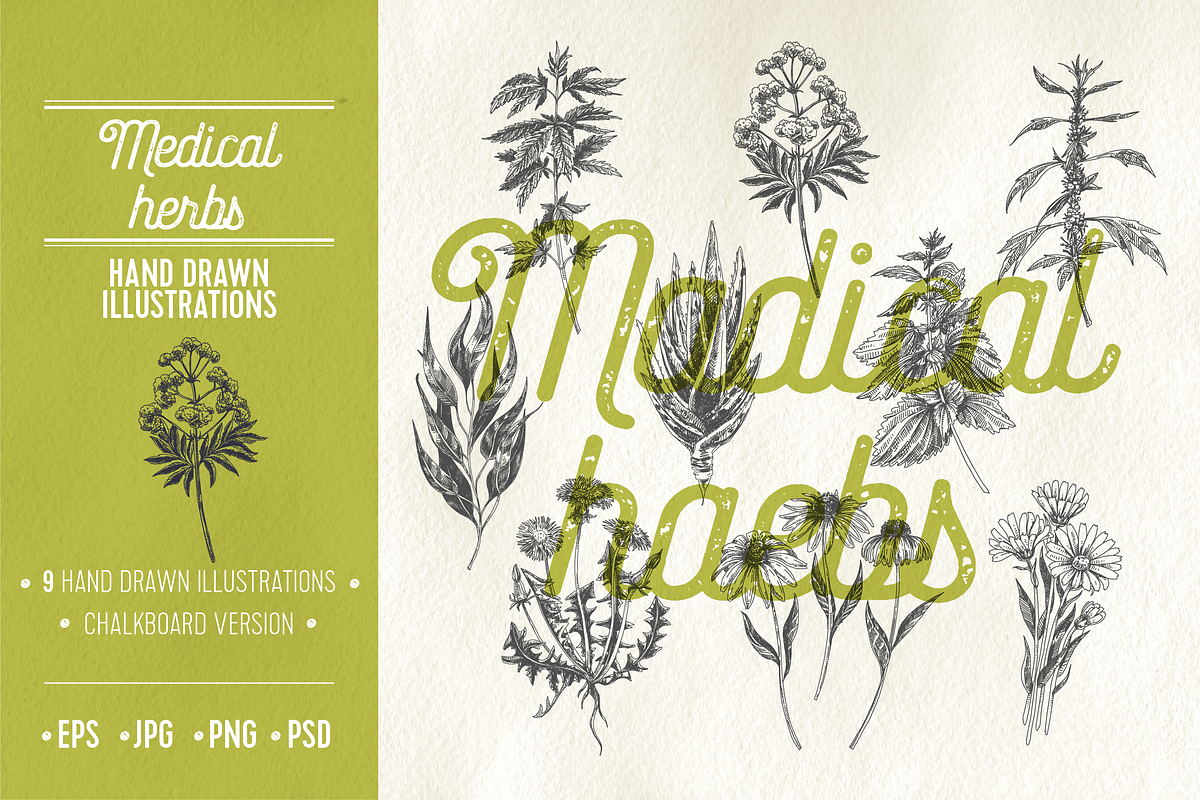 Medical herbs illustrations in Illustrations - product preview 8