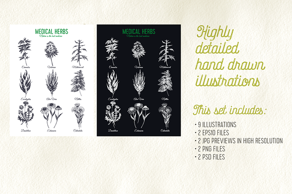 Medical herbs illustrations in Illustrations - product preview 1