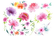 Delicate colorful peony PNG set