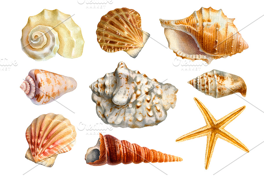 Sea shells in Illustrations - product preview 8