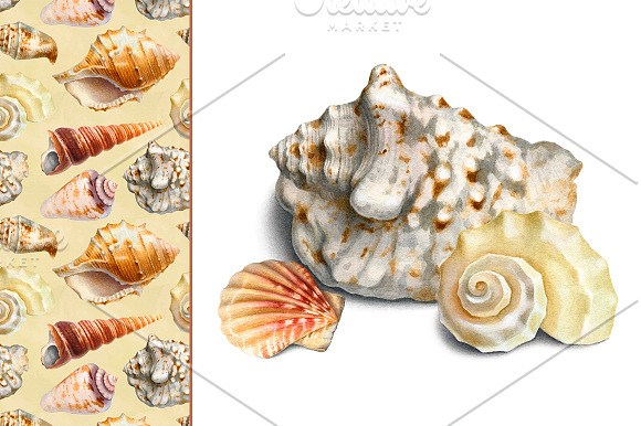 Sea shells in Illustrations - product preview 1