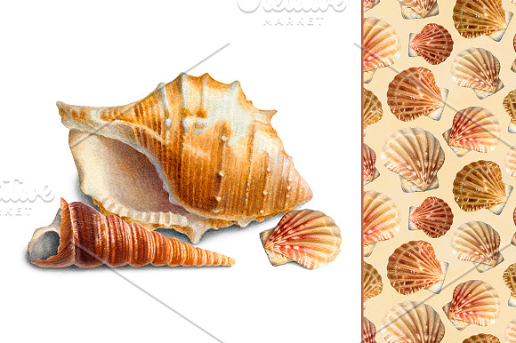Sea shells in Illustrations - product preview 2