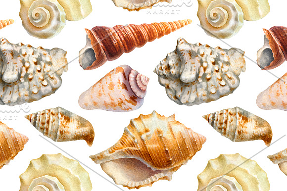 Sea shells in Illustrations - product preview 3