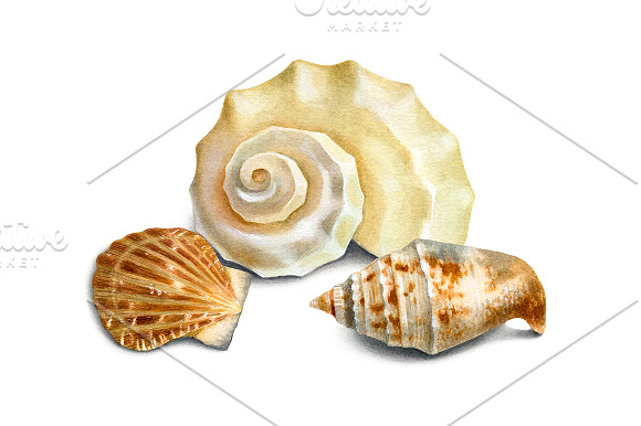 Sea shells in Illustrations - product preview 4