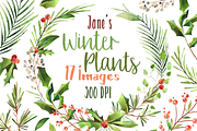 Watercolor Winter Plants Clipart