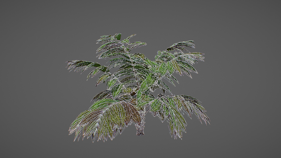 Alsophila fern averahe HIGH in Nature - product preview 3