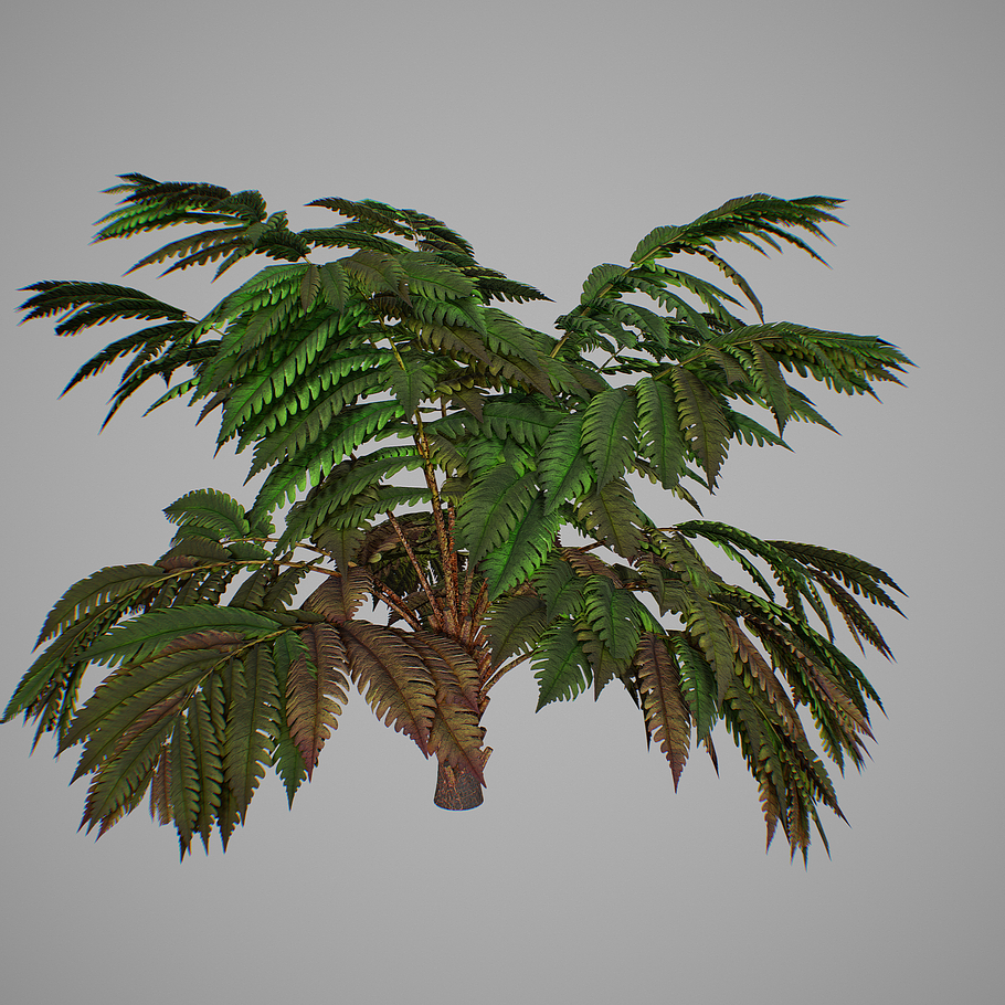 Alsophila fern averahe HIGH in Nature - product preview 5