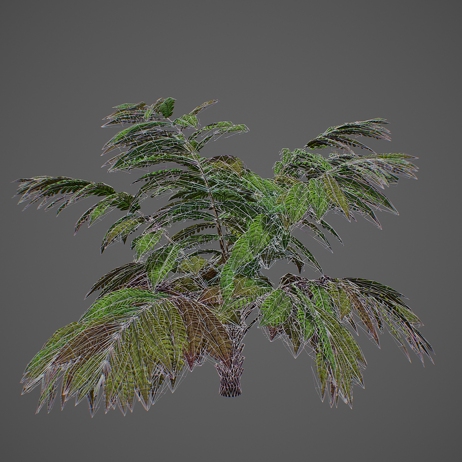 Alsophila fern averahe HIGH in Nature - product preview 7