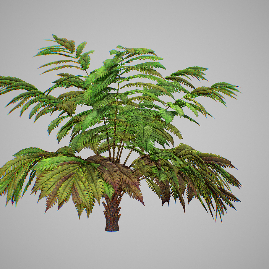 Alsophila fern averahe HIGH in Nature - product preview 8