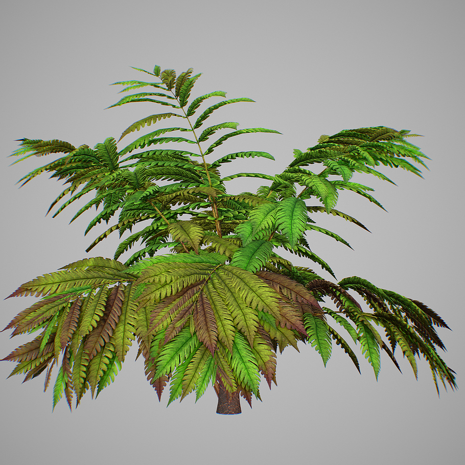 Alsophila fern averahe HIGH in Nature - product preview 9