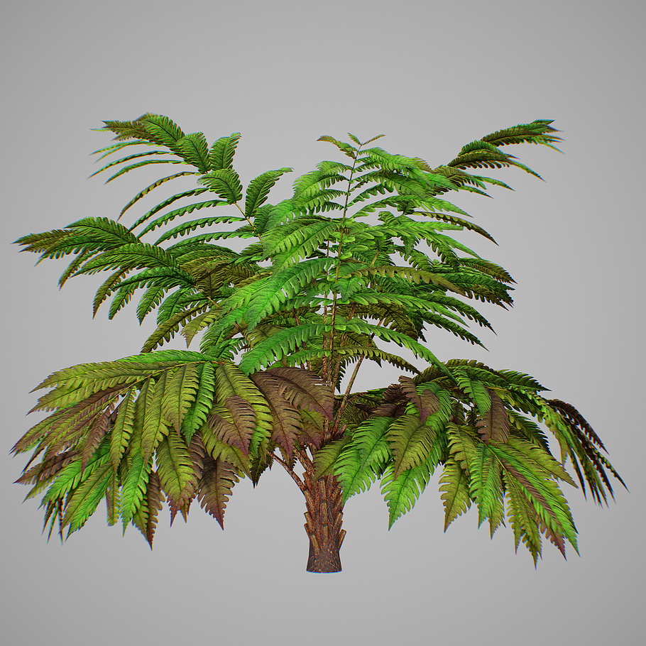 Alsophila fern averahe HIGH in Nature - product preview 11