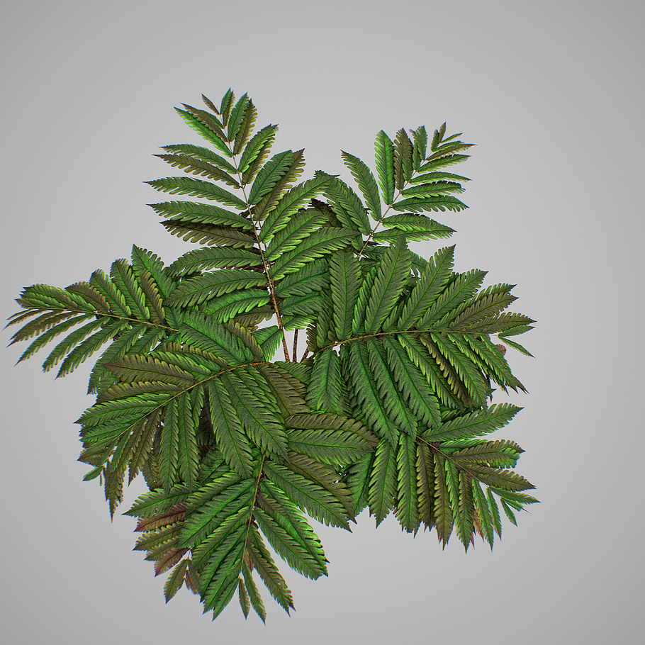 Alsophila fern averahe HIGH in Nature - product preview 12