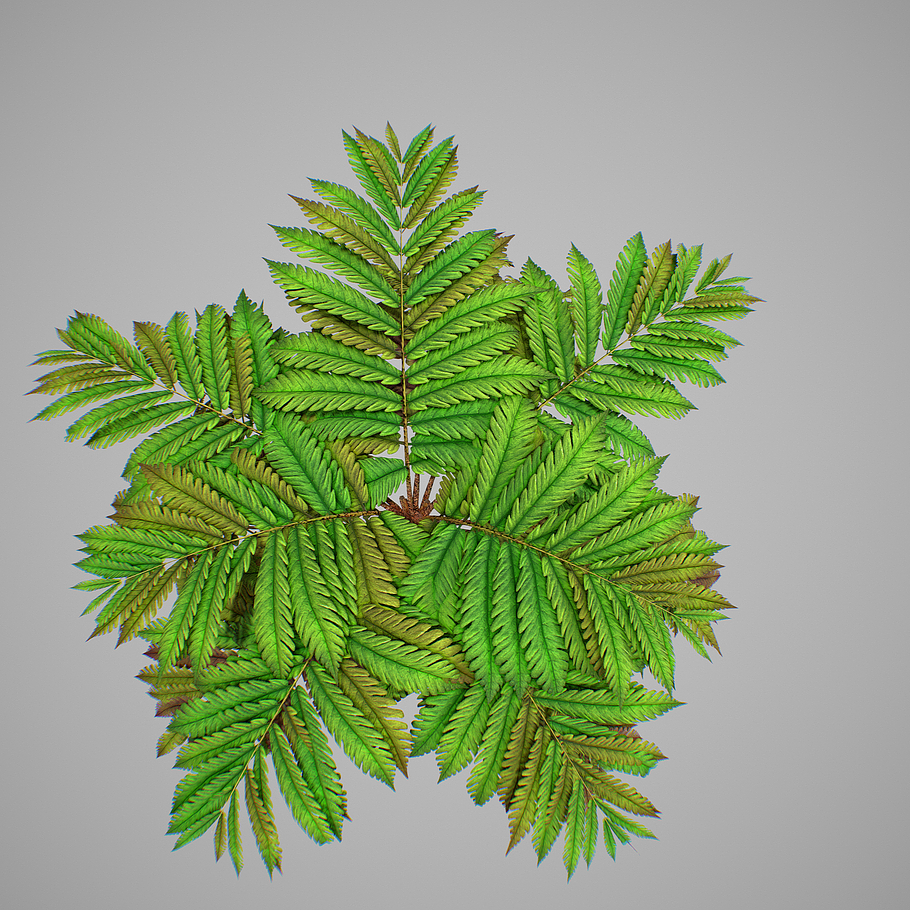 Alsophila fern averahe HIGH in Nature - product preview 13