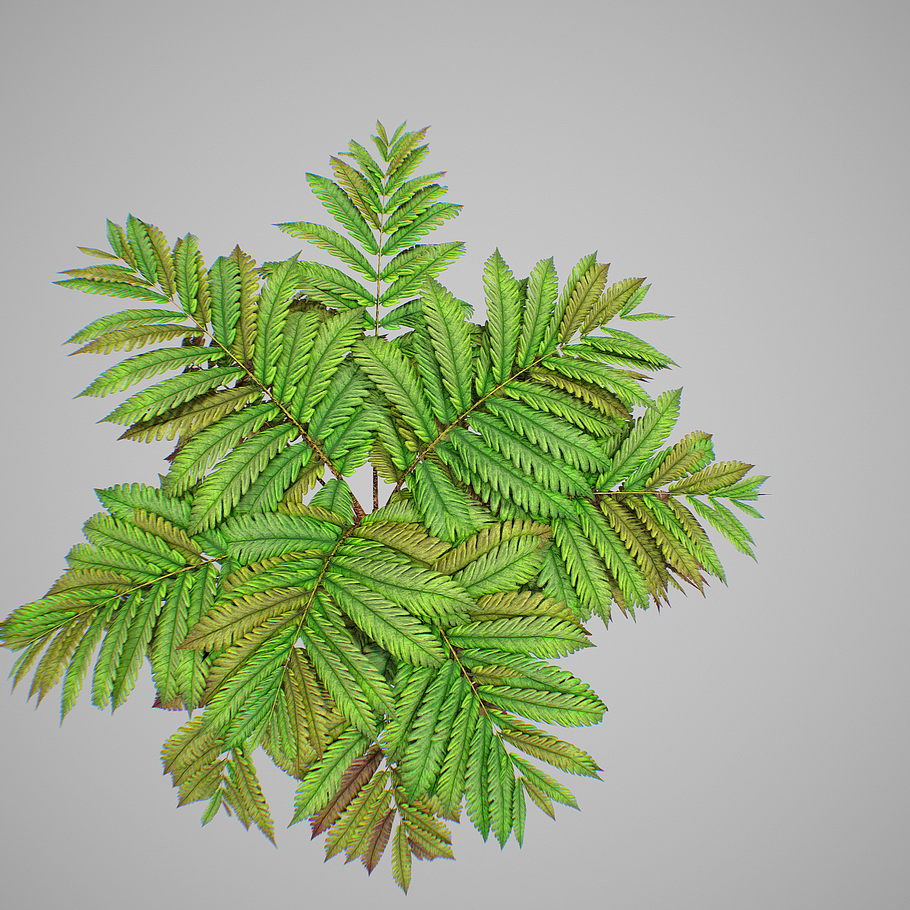 Alsophila fern averahe HIGH in Nature - product preview 14