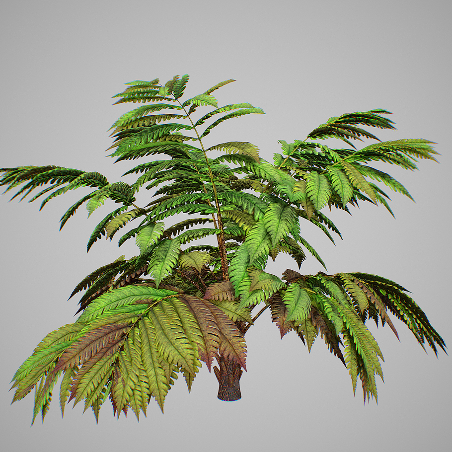 Alsophila fern averahe HIGH in Nature - product preview 15